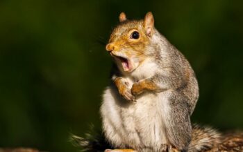 squirrel with its mouth open
